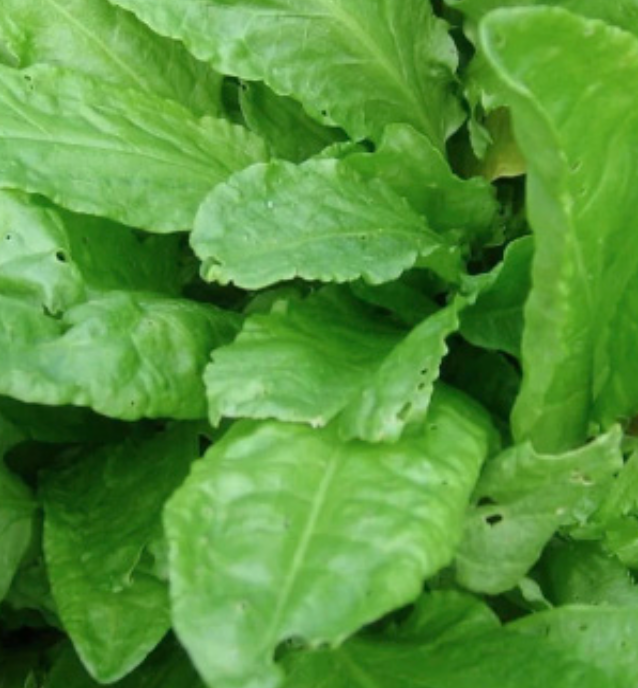 Large Leaf Sorrel OG - 4&quot;