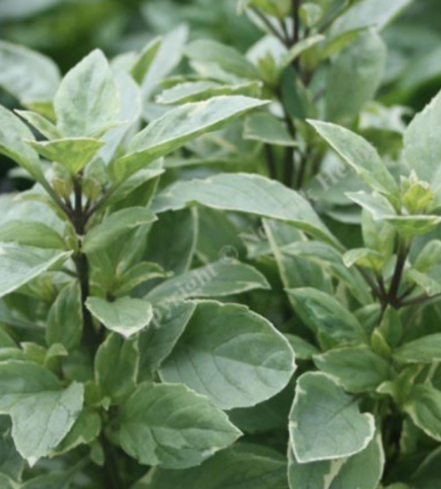 Basil &#39;Pesto Perpetuo&#39; - 4&quot;