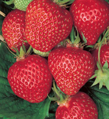 Strawberry &#39;Quinault&#39; - Jumbo 6pk