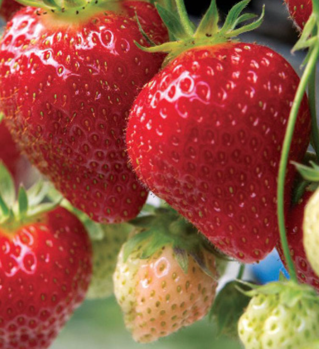 Strawberry &#39;Seascape&#39; - Jumbo 6pk