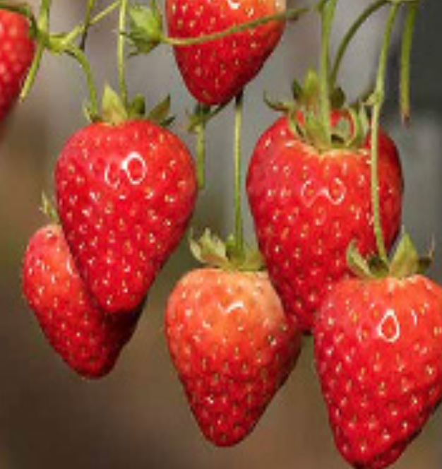 Strawberry - &#39;Berry Basket Rose&#39;