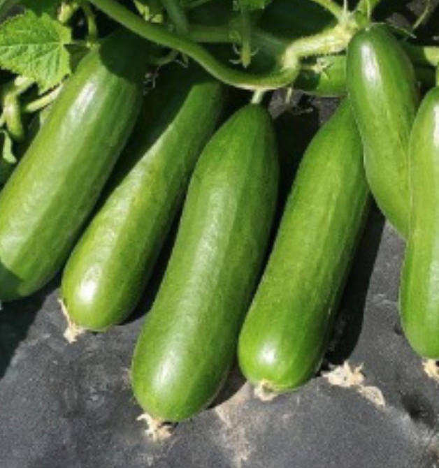 Cucumber &#39;Mini Me&#39; OG- 4&quot;