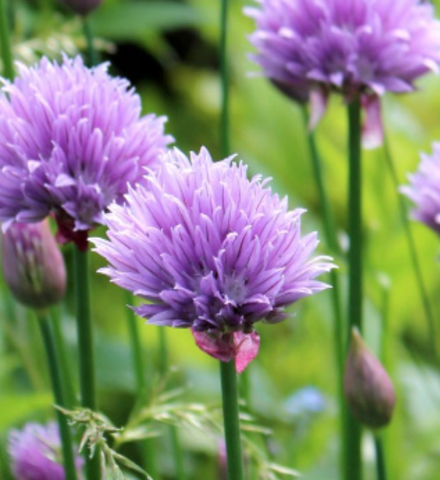 Chives - 4&quot;