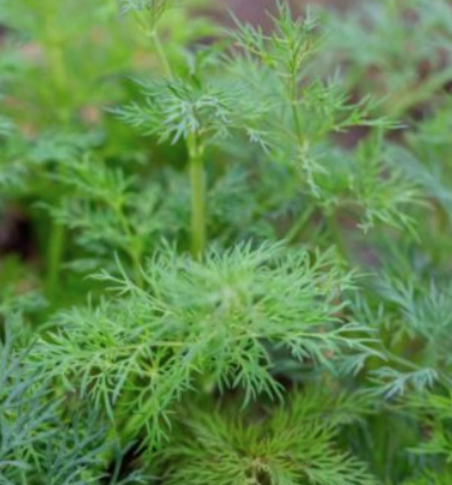 Dill &#39;Fern Leaf&#39; OG - 4&quot;