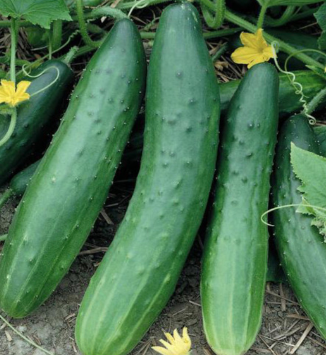 Burpless Cucumber OG -4&quot;