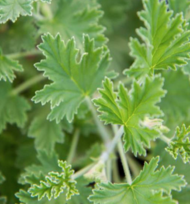 Scented Geranium &#39;Lemon Fizz&#39; - 1g