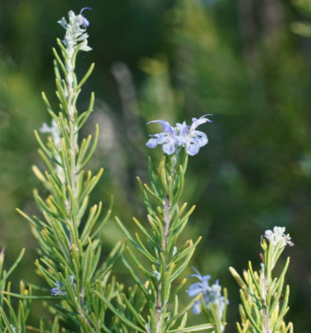Rosemary 'Shish Kabob' - 4"