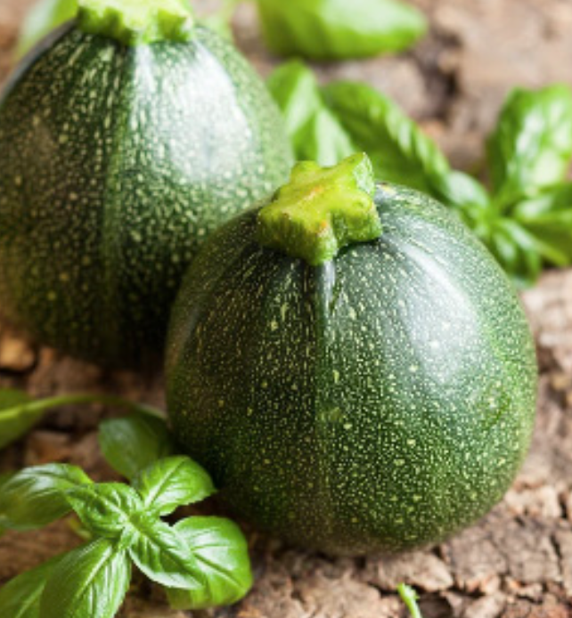Zucchini &#39;Ronde de Nice&#39; (Round) - 4&quot;