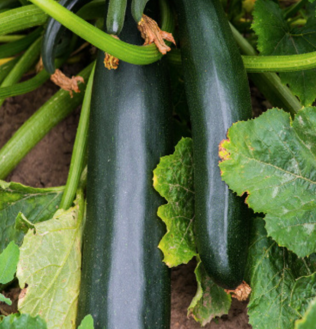 Zucchini &#39;Black Beauty&#39; OG - 4&quot;