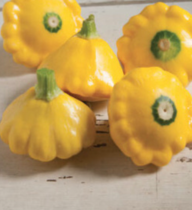 Squash &#39;Sunburst&#39; - 4&quot;