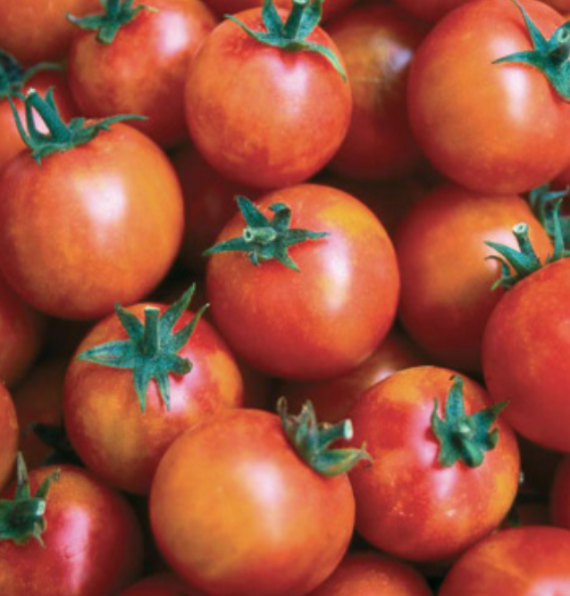 Isis Candy Tomato 1 gal