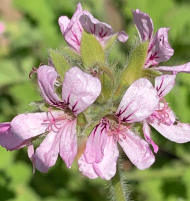 Scented Geranium &#39;Attar of Roses&#39; -  1g