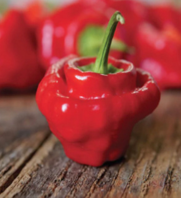 Pepper &#39;Red Mushroom&#39; -4&quot;