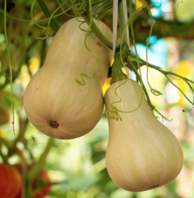 Baby Butternut Squash - 4&quot;