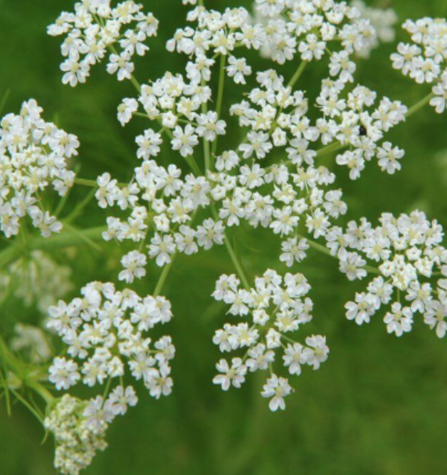 Caraway - 4&quot;