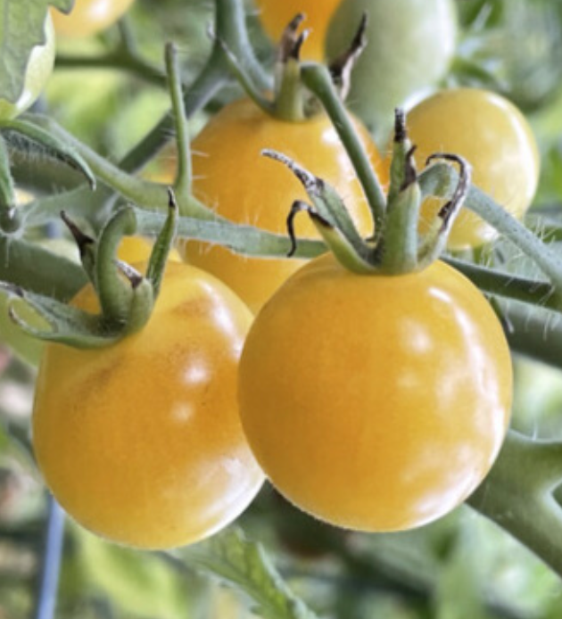 Tomato &#39;Napa Chardonnay&#39; -4&quot;