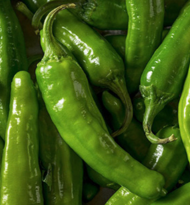 Shishito Pepper - 4&quot; (CG)