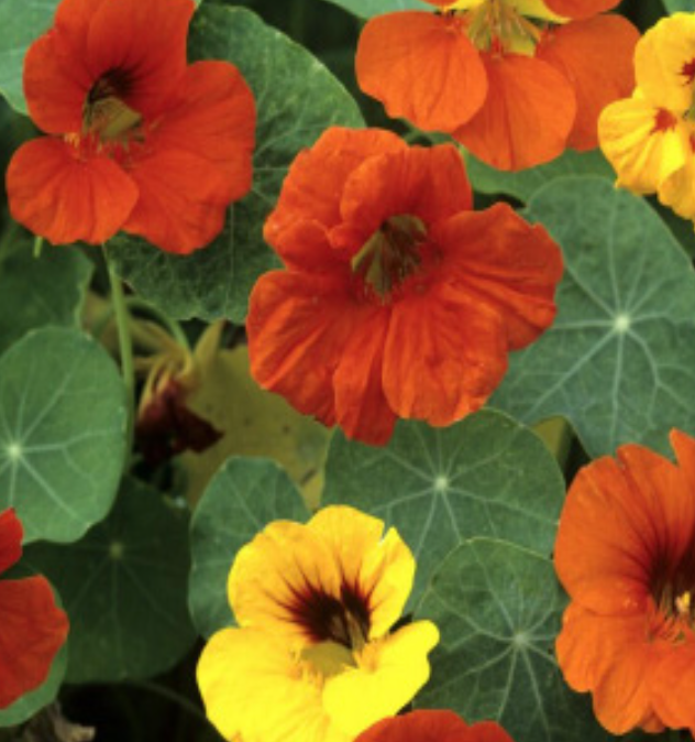 Nasturtium &#39;Jewel Mix&#39; - 6pk