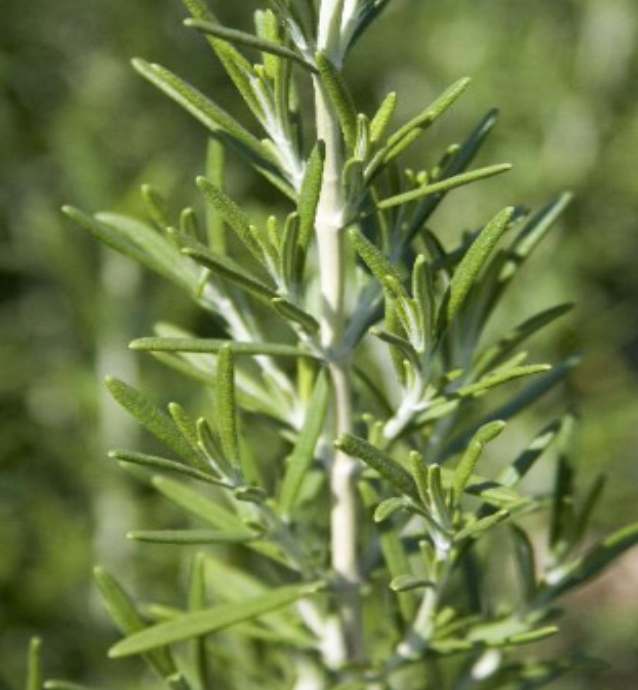Rosemary &#39;BBQ&#39; - 4&quot;