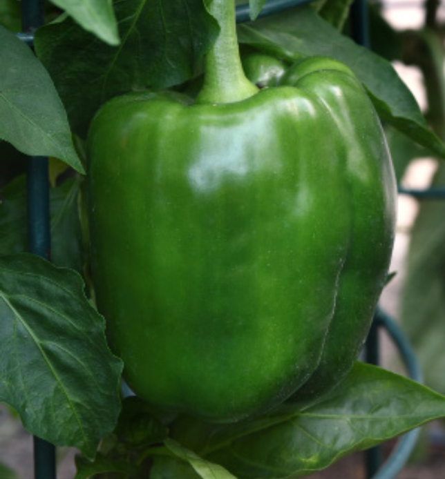 Better Belle Pepper - 4&quot;