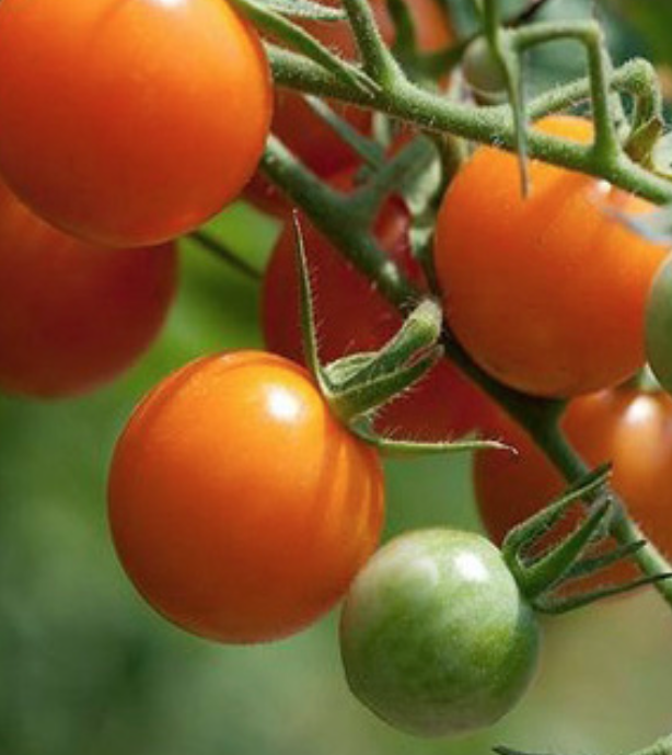 Tomato &#39;Jaune Flamme&#39; - 4&quot; (CG)