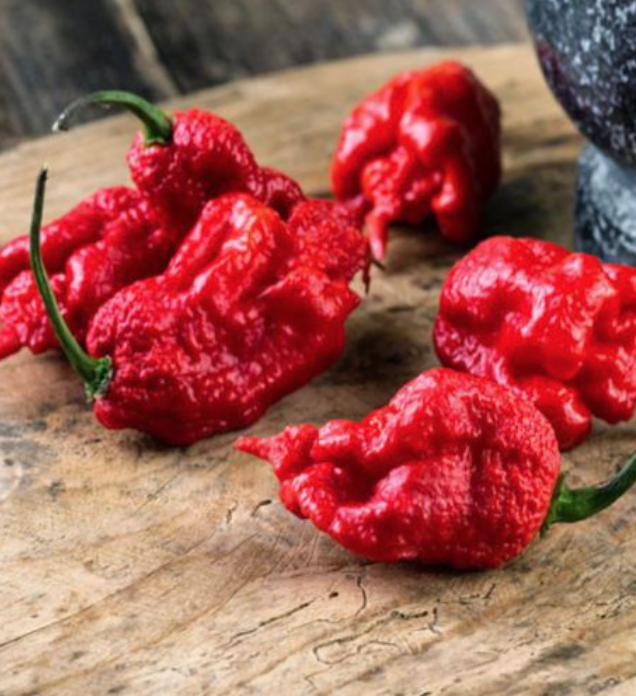 Chili Pepper &#39;Carolina Reaper&#39; - 4&quot;