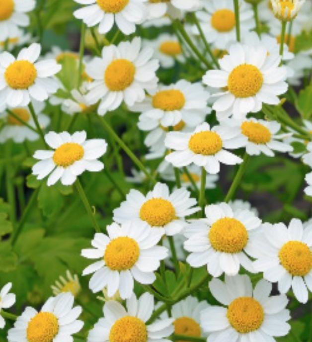 Feverfew (Tanacetum parthenium) - 3&quot;