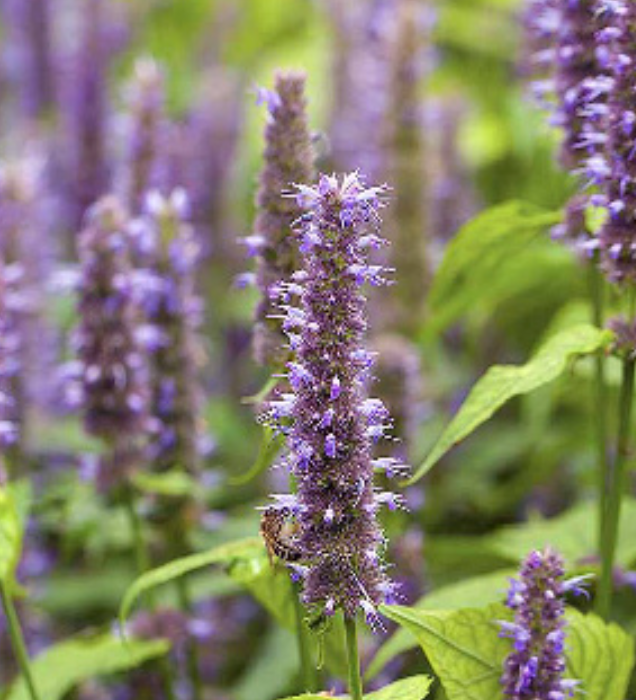 Heirloom Anis Hyssop (Medicinal)