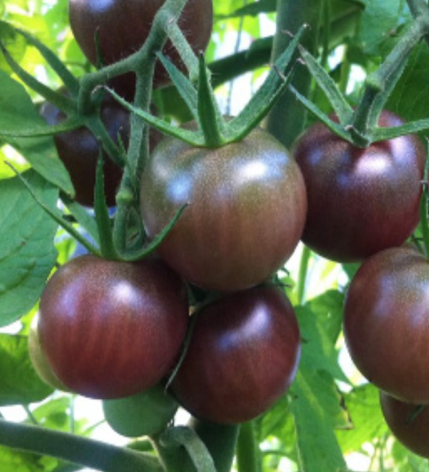 Tomato &#39;Black Cherry&#39; - 1g