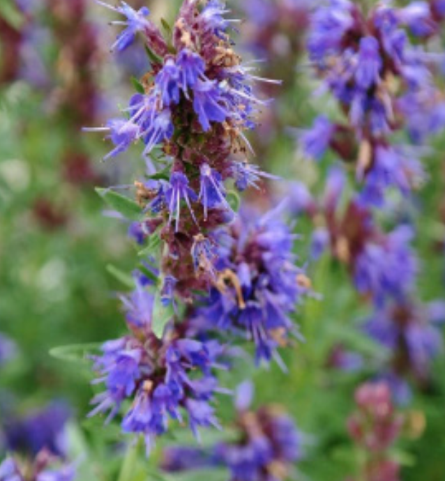 Hyssop (Hyssopus officinalis)- 3&quot;
