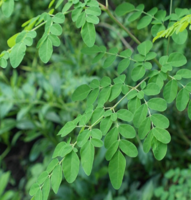 Moringa - 1g