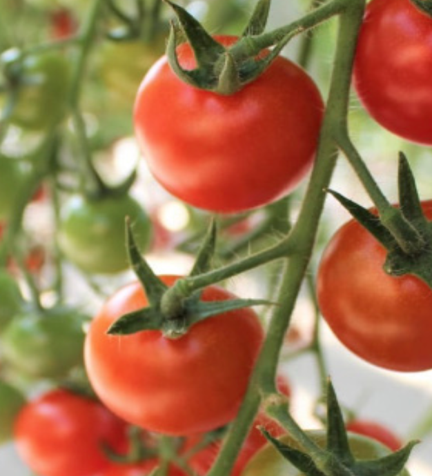 Japanese Chika Cherry Tomato