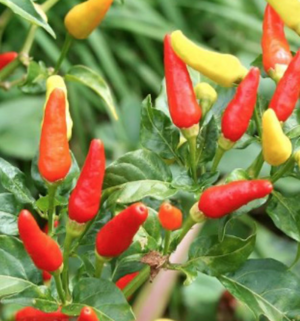 Tabasco Pepper - 4&quot;