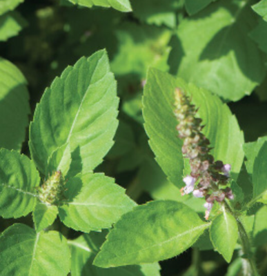 Basil &#39;Holy Tulsi&#39; - 4&quot;