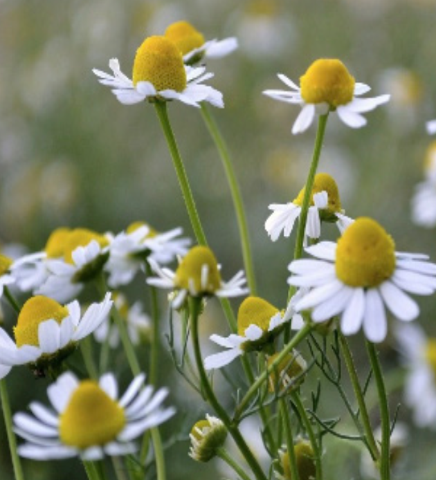 Heirloom German Chamomile - 4&quot;