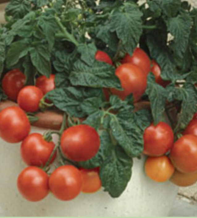 Tomato &#39;Patio&#39; - 1g
