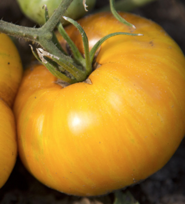 Pork Chop Tomato