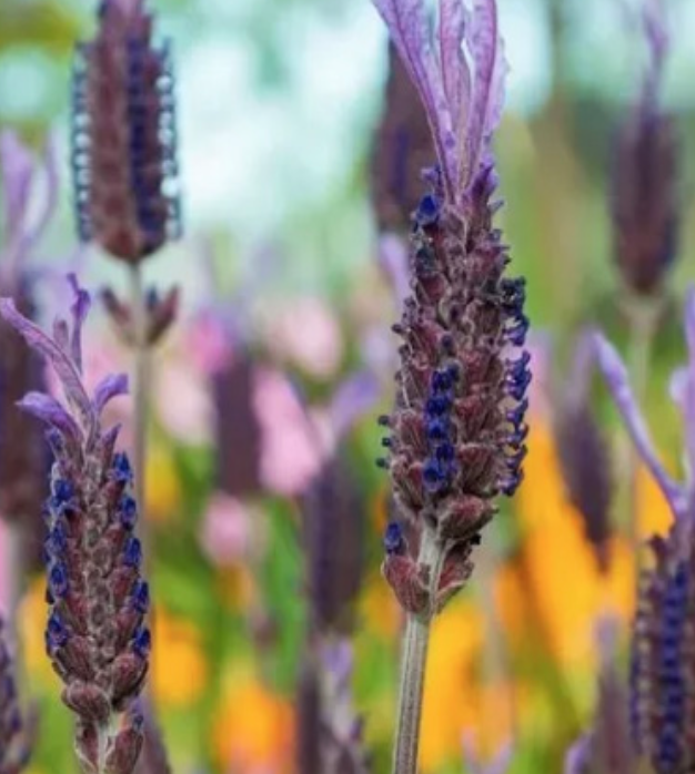 Lavender &#39;Laveanna Grand Purple&#39; - 1g