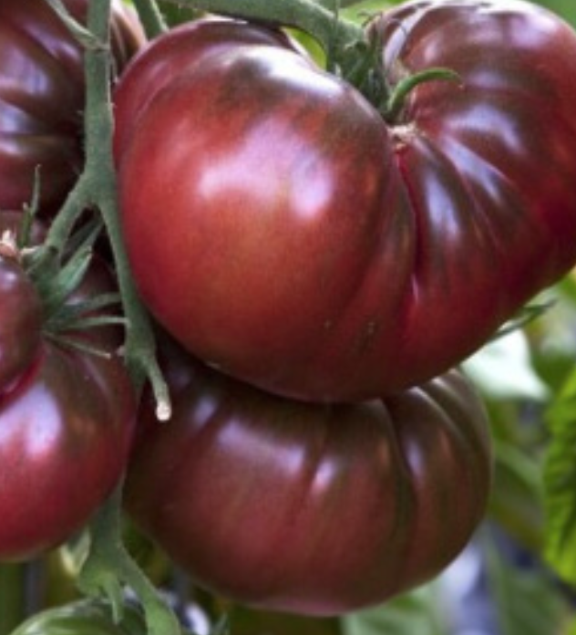 Tomato &#39;Black Krim&#39; OG - 4&quot;