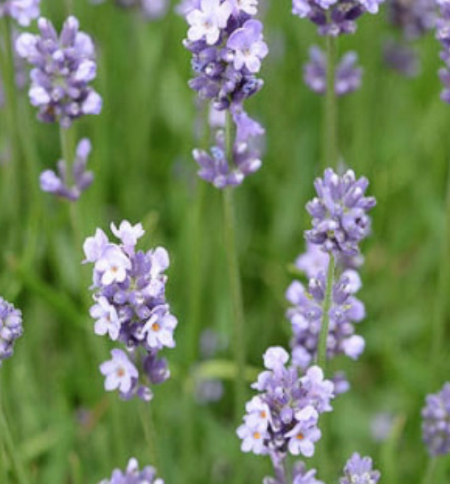 Lavender Munstead 5 gal