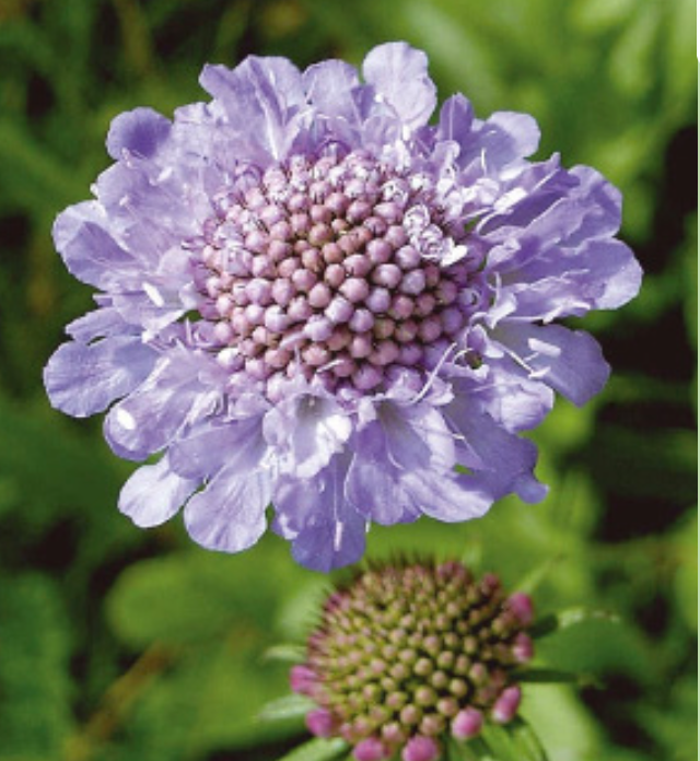 Scabiosa &#39;Pink Mist- 1 gal