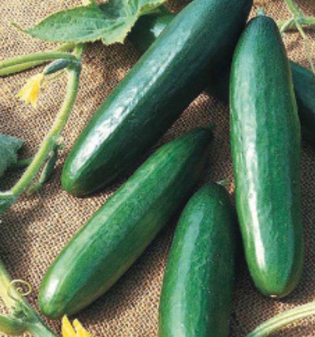 Cucumber &#39;Diva&#39; - 4&quot;