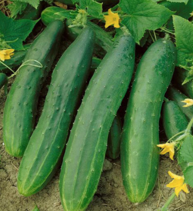 Cucumber &#39;Straight 8&#39; OG - 4&quot;