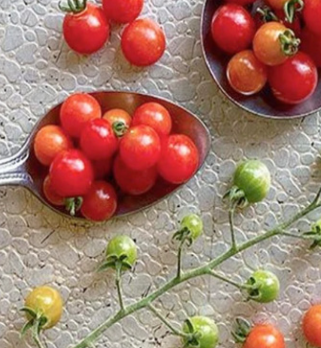 Spoon Tomato - 4&quot;