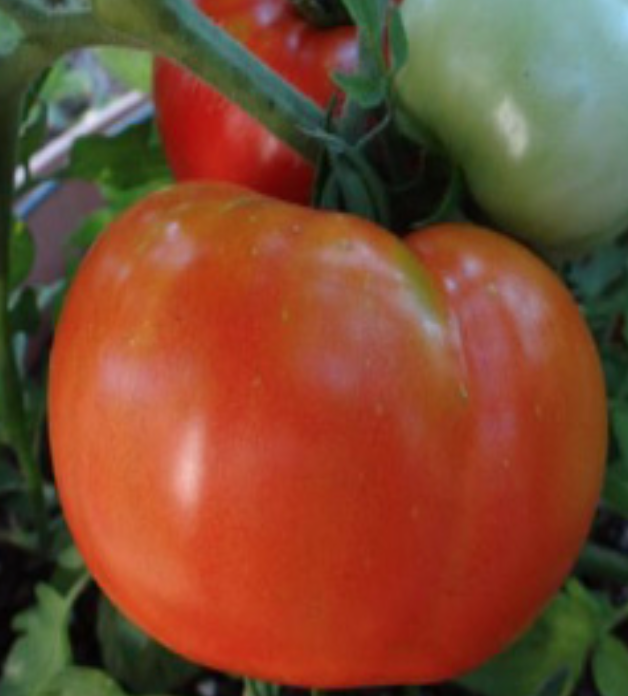 Reika Tomato -  1g