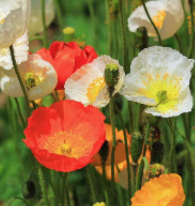 Iceland Poppy &#39;Champagne Bubbles Mix&#39; - 4&quot;