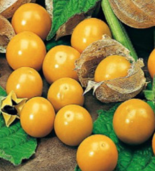 Tomatillo &#39;Pineapple&#39; - 4&quot;