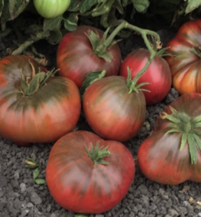 Brandywine Black Tomato -4&quot;