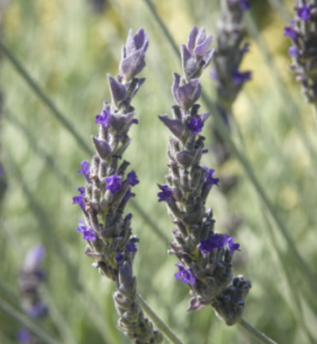 Lavender Goodwin Creek - 1g