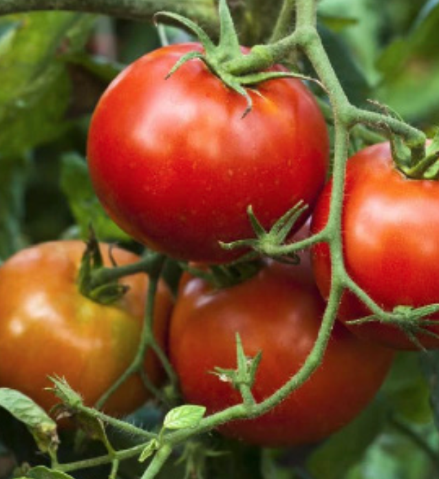 Tomato &#39;Stupice&#39; OG - 4&quot;